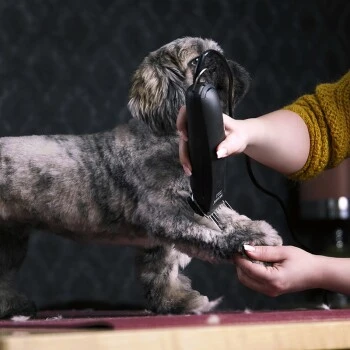 Moser Schermaschine Max 45 Inkl. ASK – Bild 2