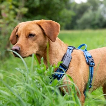 Fressnapf GPS-Tracker Für Hunde – Bild 4