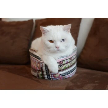 Canadian Cat Company Katzenschiff NERO – Bild 2