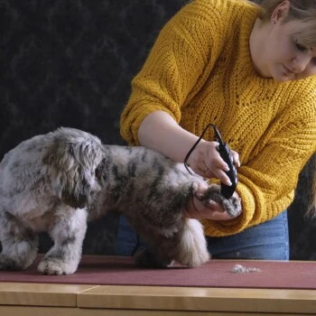 Moser Schermaschine REX MINI – Bild 3