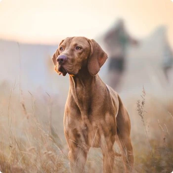 REAL NATURE Adult 17x100g Rind & Kartoffel – Bild 4