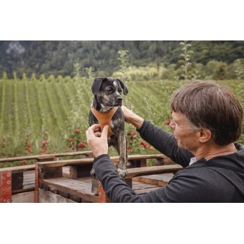 Curli Clasp Geschirr Aus Apfelleder Braun XXXS â Bild 2