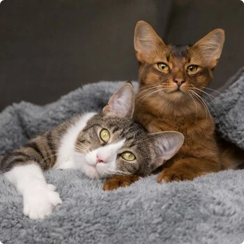 SELECT GOLD Digestion Senior Geflügel Und Reis 2,5kg – Bild 4