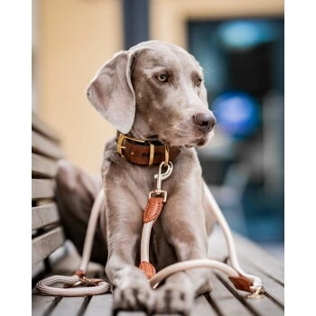 Freudentier Führleine 2m & 3-fach Verstellbar – Bild 2