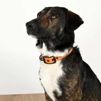 THE DOG IDEA Biothane Halsband Peach Schwarz S – Bild 4