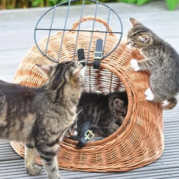 Aumüller Rattanhöhle Gesottene Weide – Bild 3