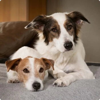 SELECT GOLD Complete Maxi Adult Rind 4 Kg – Bild 5