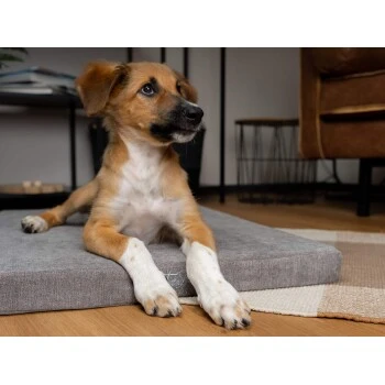 TrendPet VitaMedog 95° Orthopädische Matratze Braun XS – Bild 3