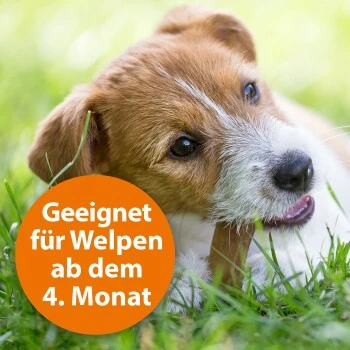 Ardap Zecken- & Floh-Halsband Für Hunde M – Bild 4