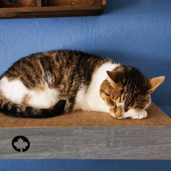 Canadian Cat Company 3er Set Kratzbrett Cloud Für Die Wand Dunkelgrau – Bild 2