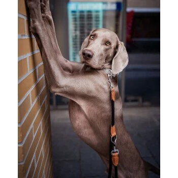 Freudentier Runde Hundeleine Aus Nylon – Bild 6