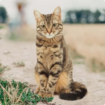 REAL NATURE Light Huhn & Lamm 6x400 G – Bild 4