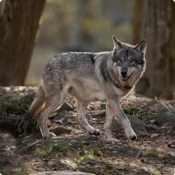 REAL NATURE WILDERNESS Adult True Country Huhn & Lachs 6x400 G – Bild 4