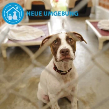 ADAPTIL Calm Halsband Anti Stress Erziehungshalsband S-M – Bild 7