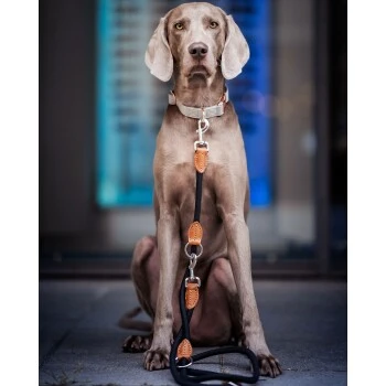 Freudentier Runde Hundeleine Aus Nylon – Bild 5