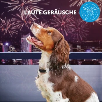 ADAPTIL Calm Halsband Anti Stress Erziehungshalsband S-M – Bild 8