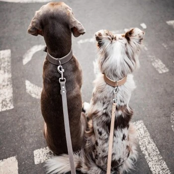 Freudentier Führleine Aus Leder Braun/ Grau 2 Cm – Bild 8